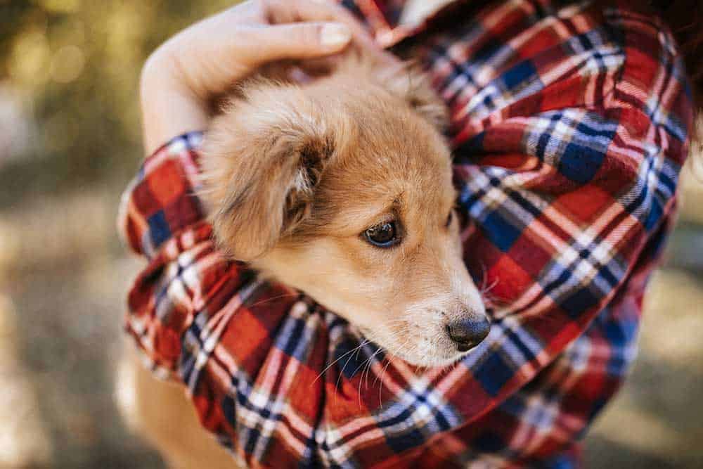 Puppy Being Held