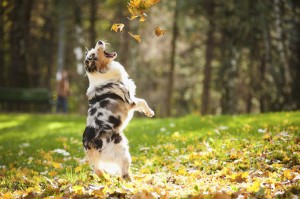young Australian shepherd playing with leaves