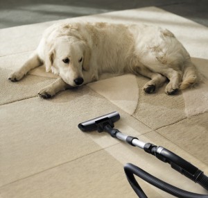 carpet dog