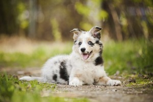 Pretty puppy border collie
