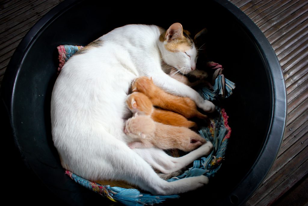 Caring For A Mother Cat And Her Newborn Kittens Leon Valley Veterinary Hospital,Contemporary Interior Design Styles
