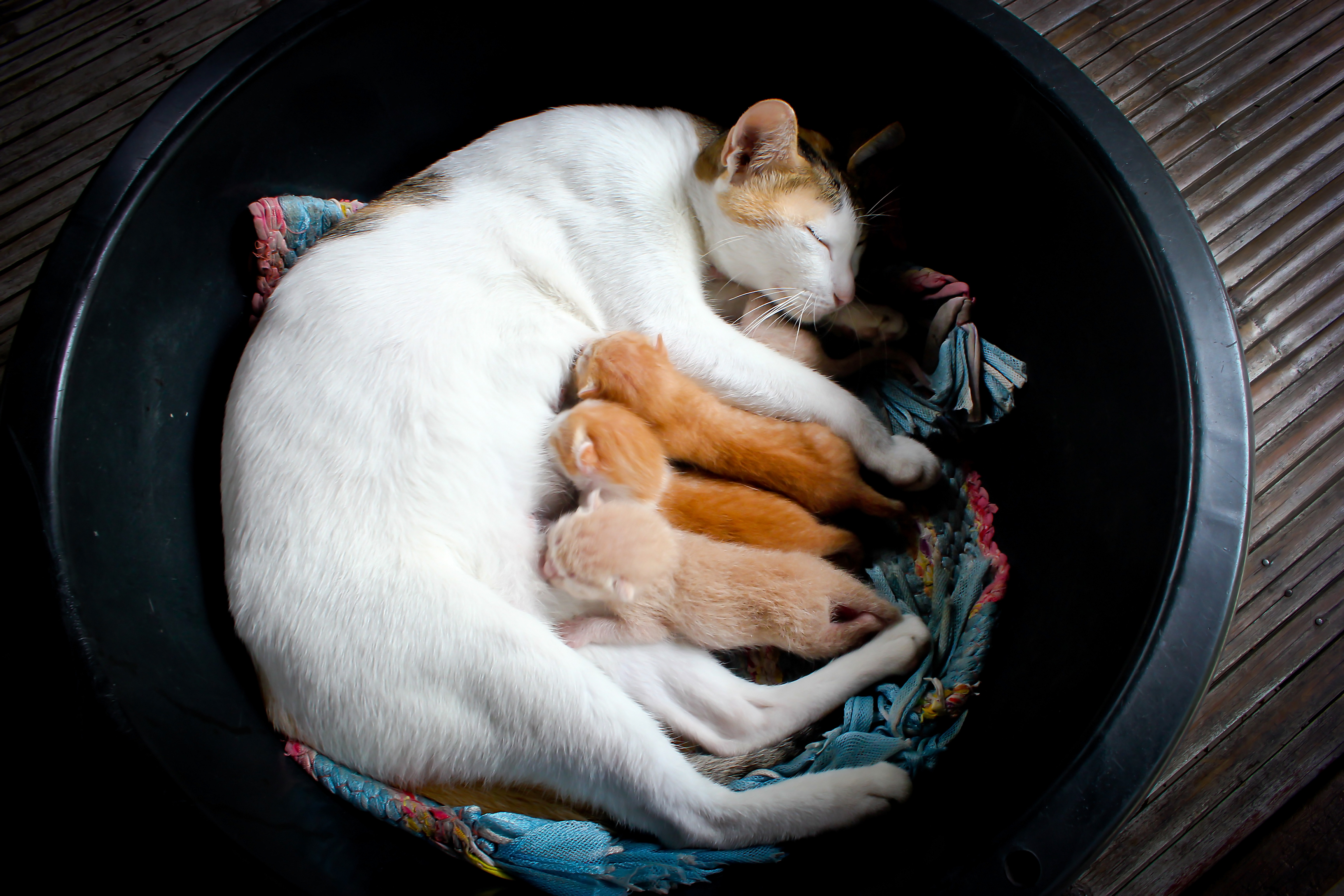 how to care for newborn kittens and mother cat