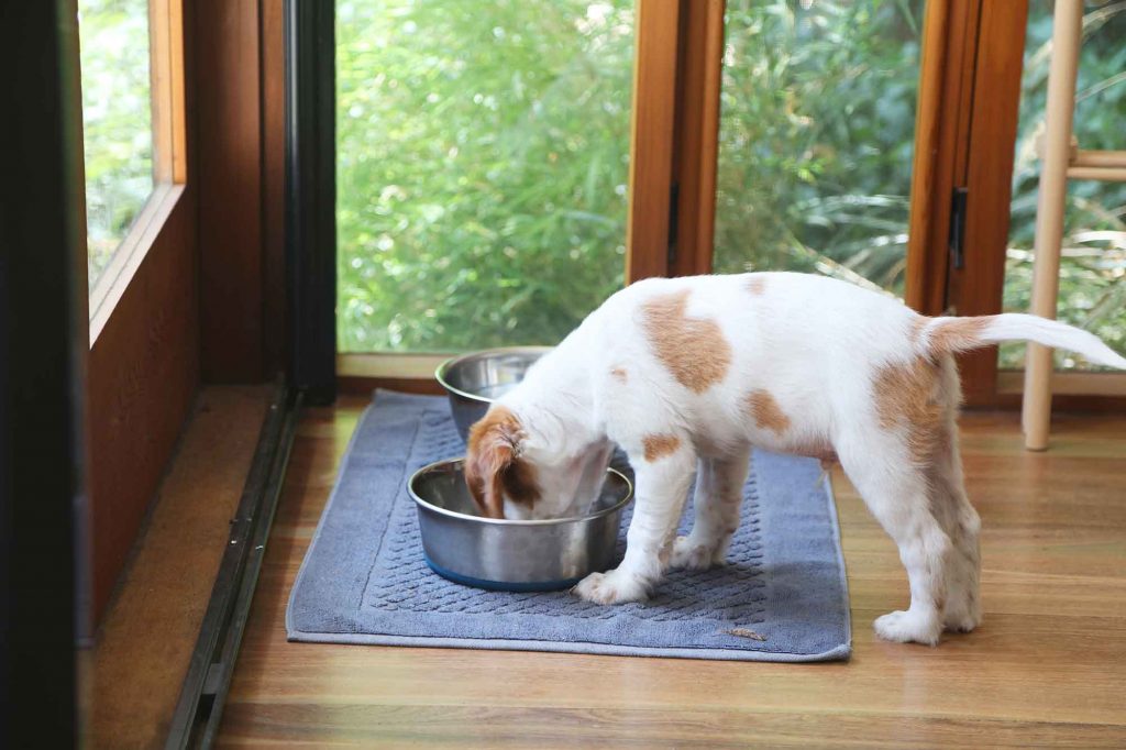 Choosing the Right Water and Food Bowls for Your Pet | Leon Valley Veterinary Hospital