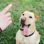 The Pros and Cons of Teaching Foreign Language Dog ...