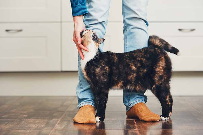 Owning a pet can improve your health