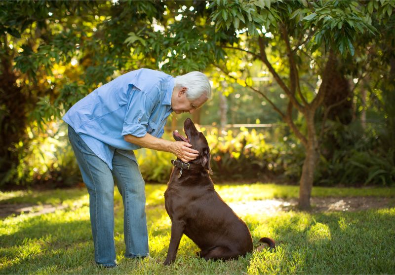 An elderly man praises an adult chocolate lab in a beautiful outdoor park setting. 