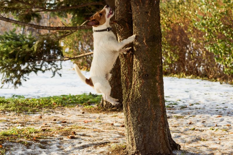 How to Stop Your Dog from Chasing Squirrels, Birds, and Other Animals | Leon Valey Veterinary Hospital | Leon Valley Veterinary Hospital