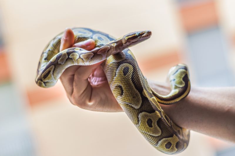 A small green and brown constrictor snake wraps around a person's hand. Rehoming a reptile or amphibian comes with many considerations!