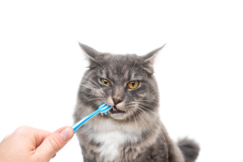 A grumpy cat gets his teeth brushed.