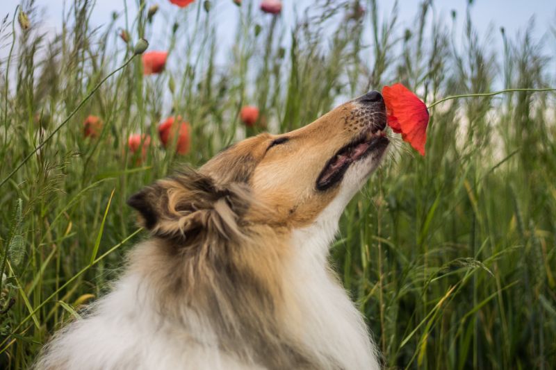 A dog sniffs an orange flower.