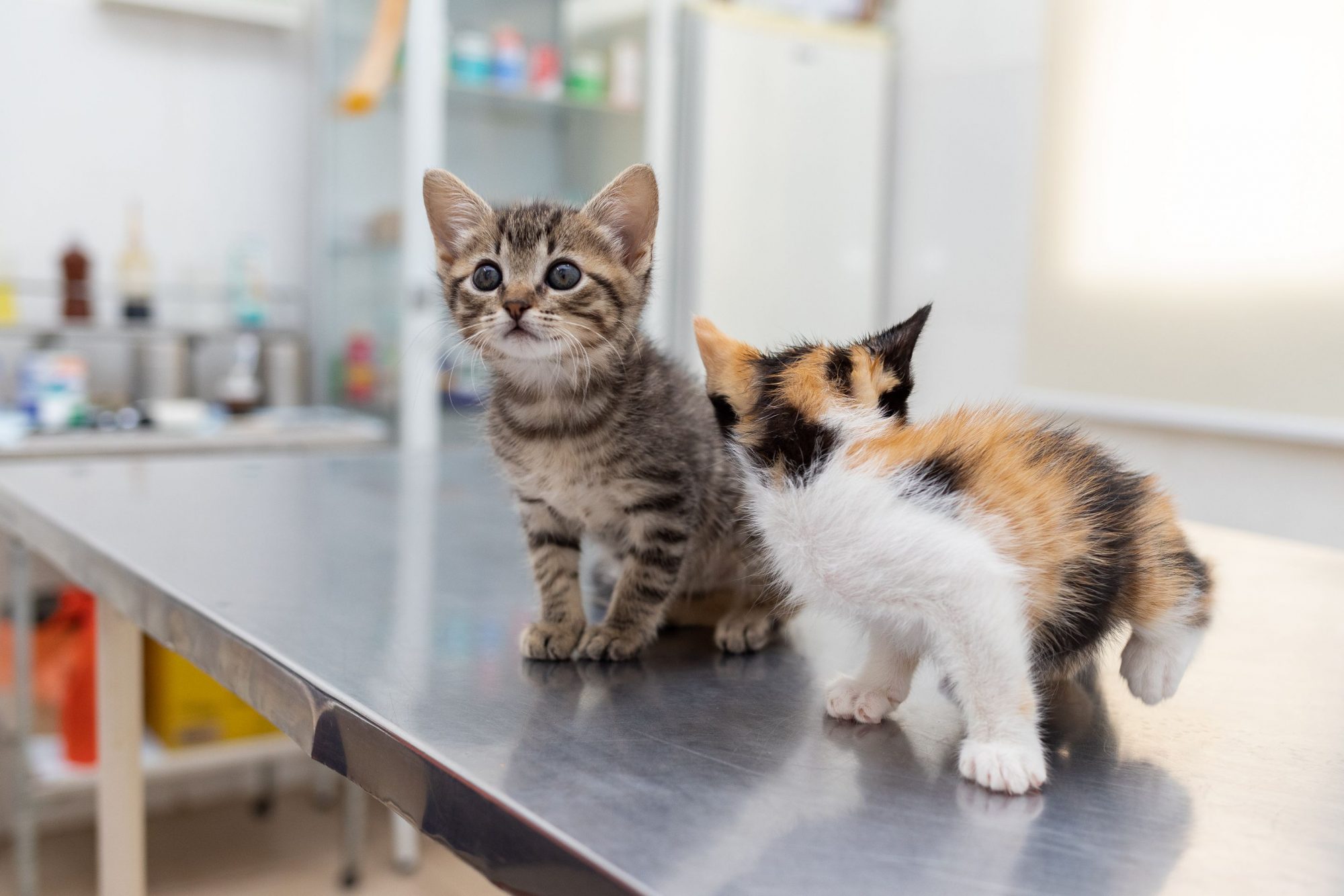 Two kittens at the vet.