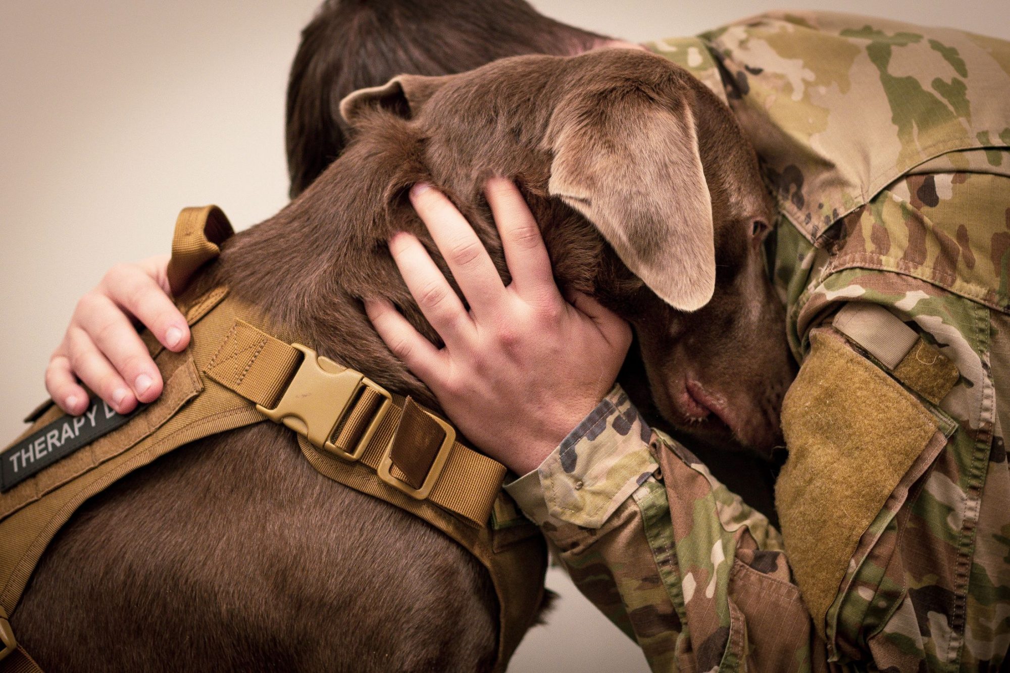 A canine veteran.