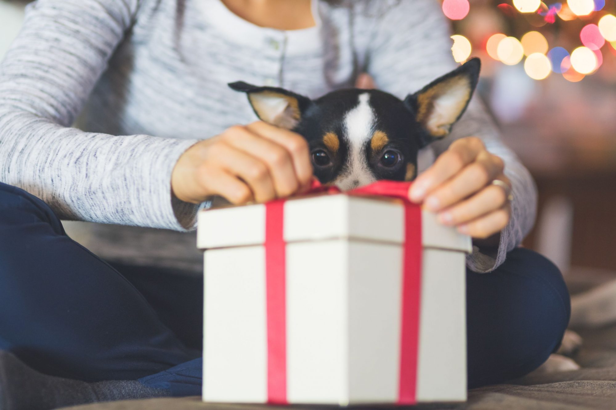 Lady opening a present for her dog.