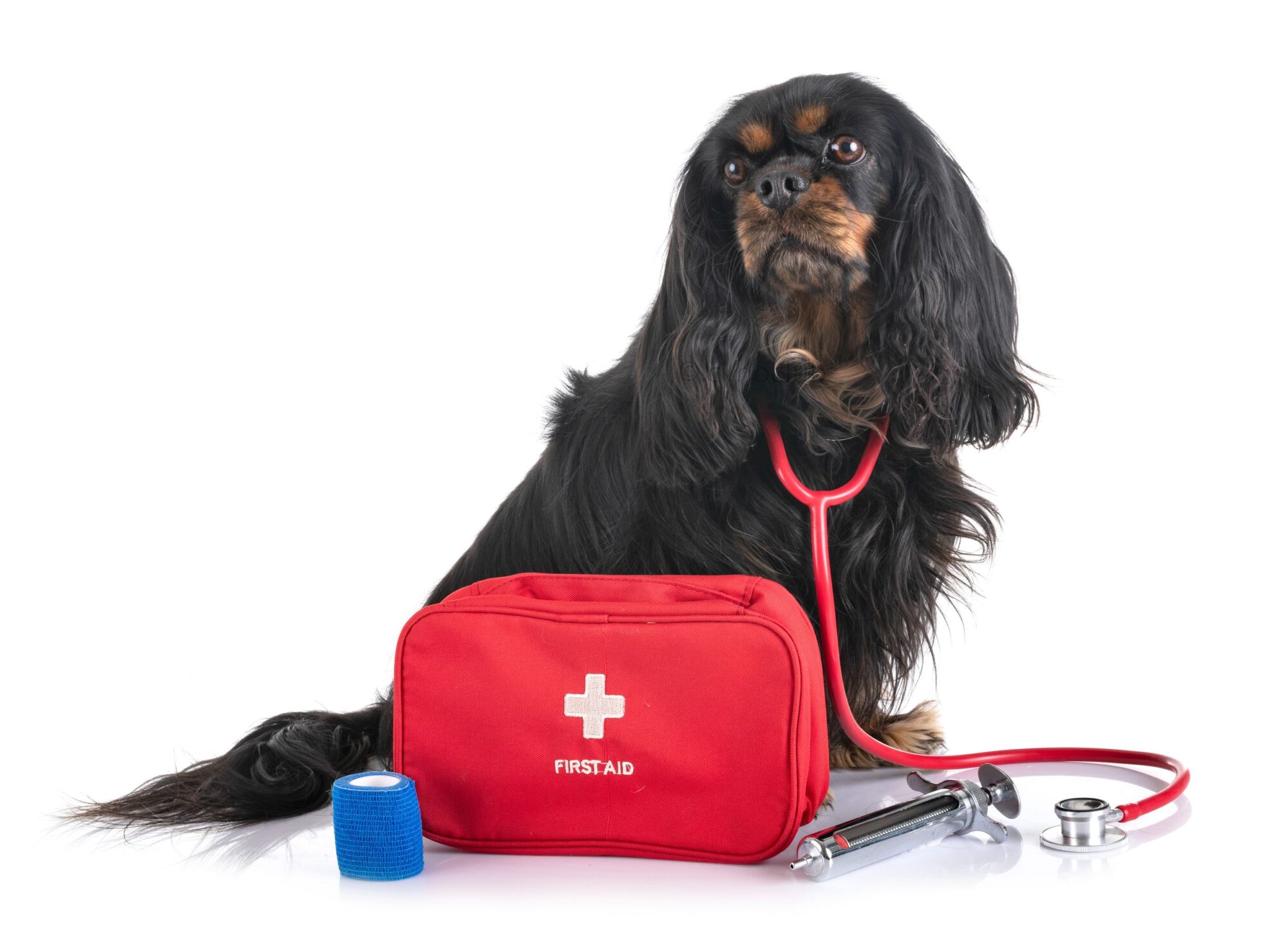 Dog with first-aid kit.