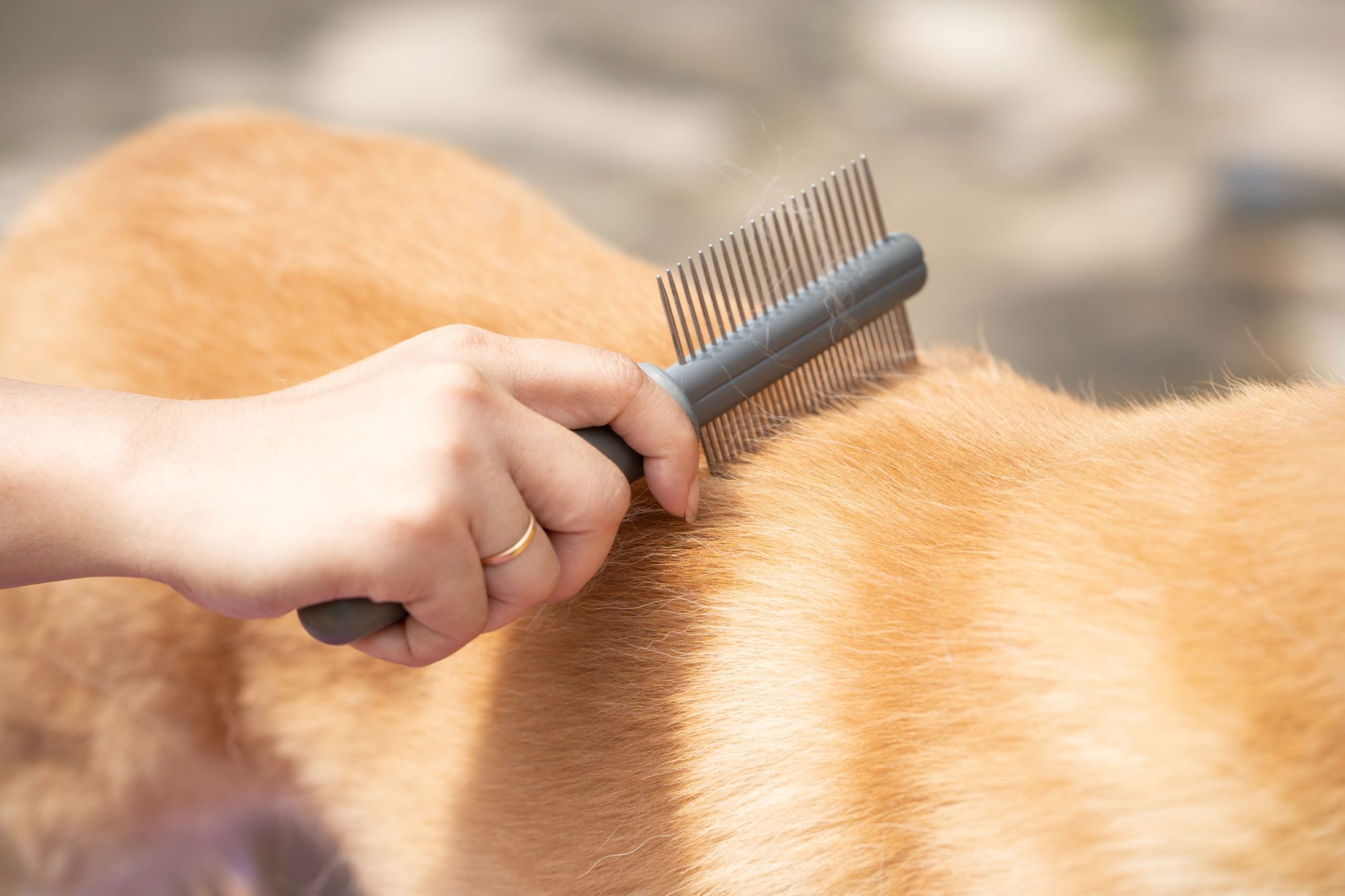 women grooming a dog.