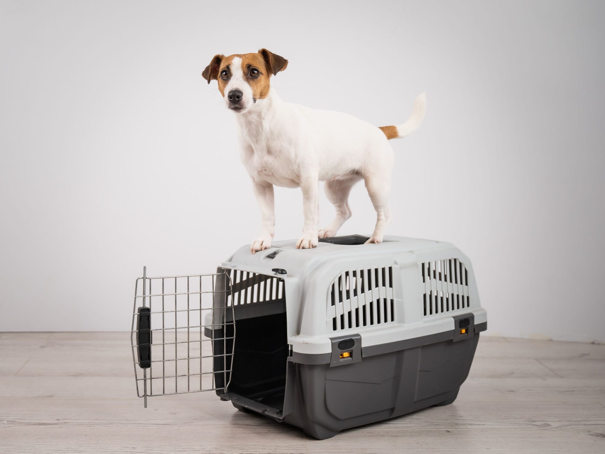 dog standing on travel crate.