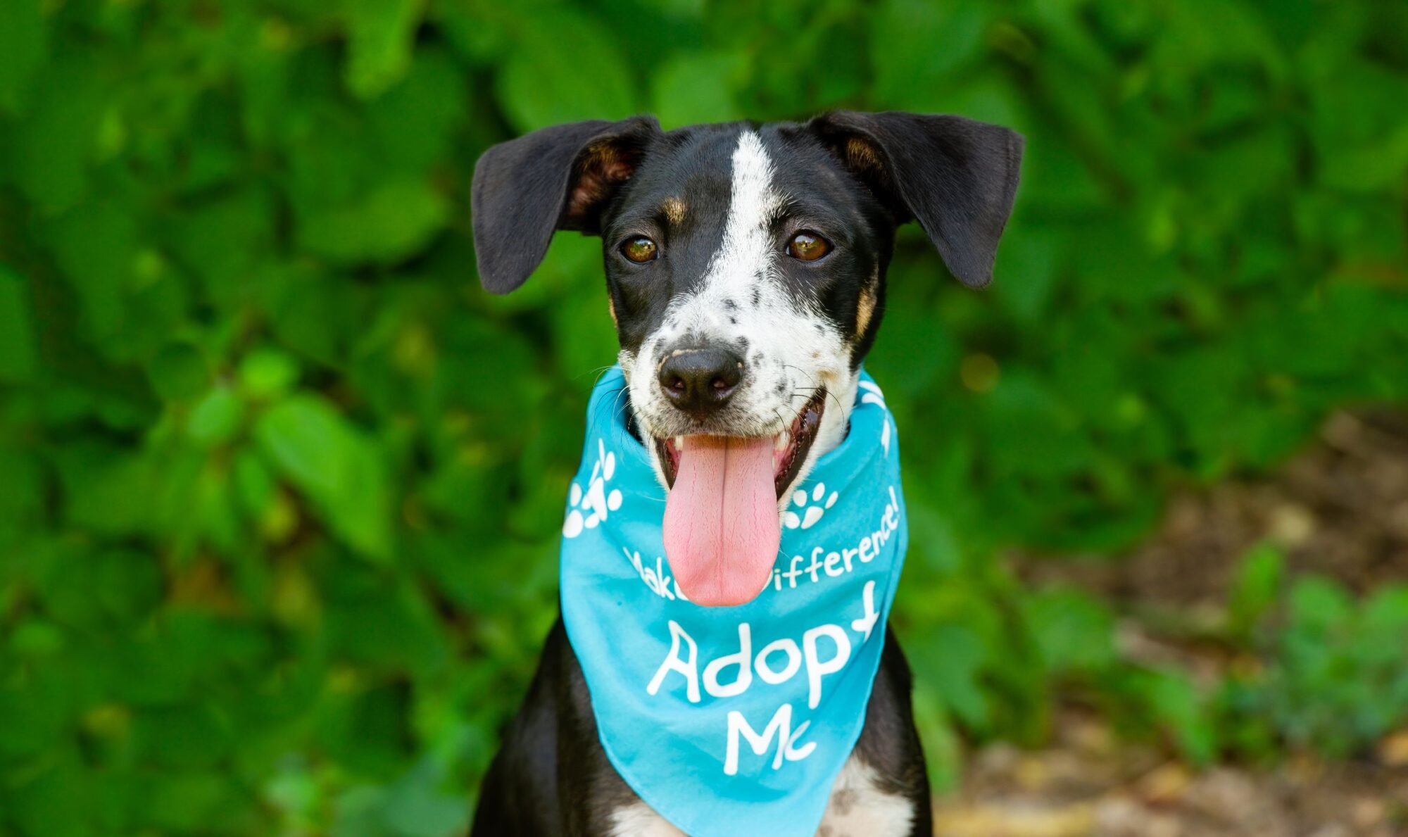 dog wearing "adopt me" scarf.