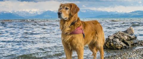 Golden Retriever on beach with waves Golden Retriever on beach with waves