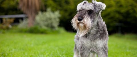 Miniature schnauzer dog breed page facts Miniature schnauzer dog breed page facts
