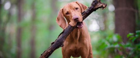 Vizsla Breed Dog Vizsla Breed Dog