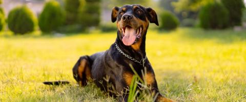 Doberman Pinscher Breed Guide Doberman Pinscher Breed Guide