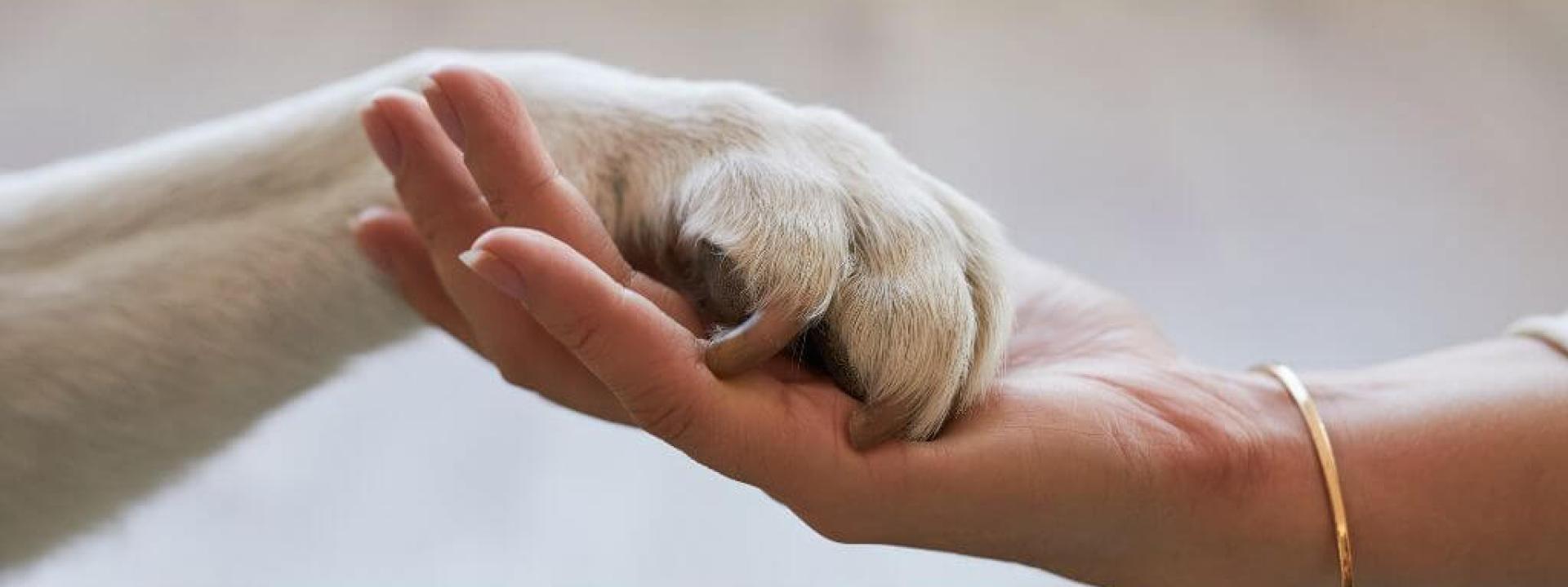 A pet owner holding a dog's paw, symbolizing pet loss