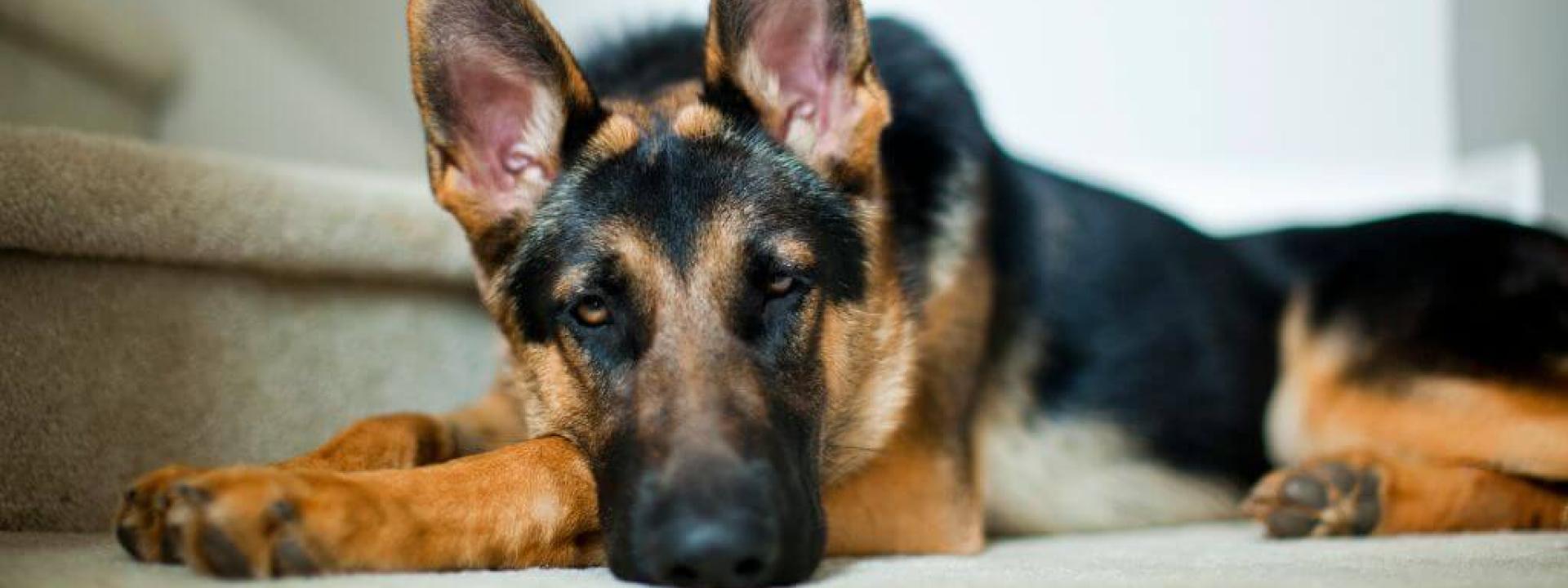German shepherd dog resting on stairs