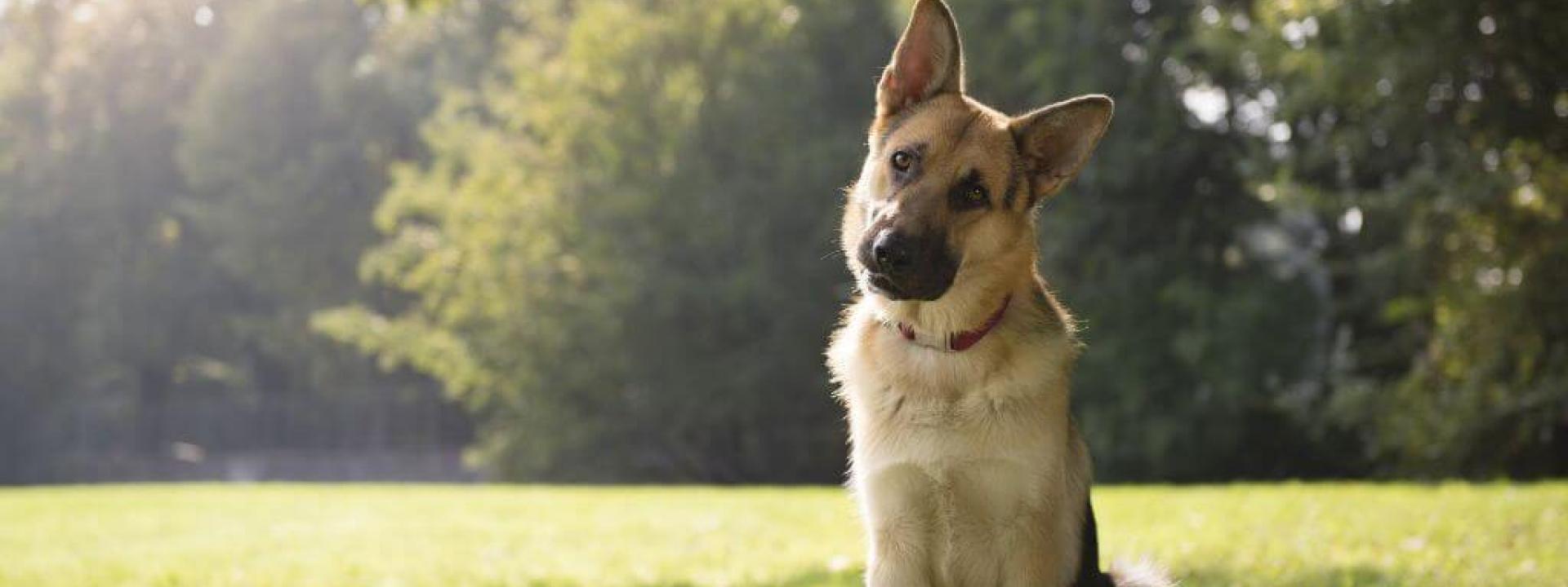 German Shepherd dog, a breed prone to osteosarcoma in dogs