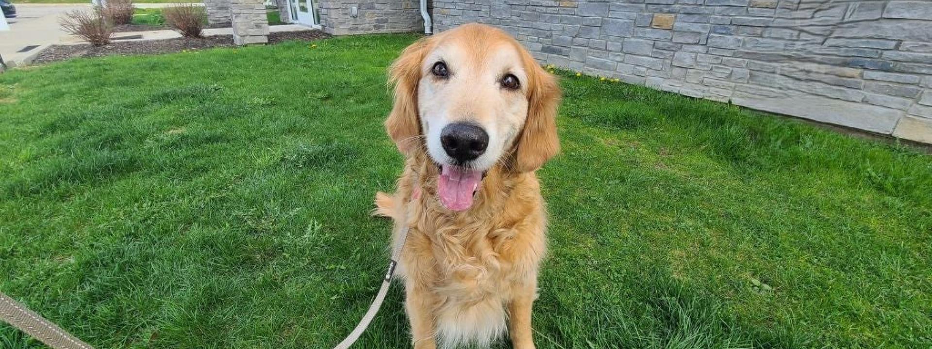 Senior dog with osteoarthritis sitting outside in the grass