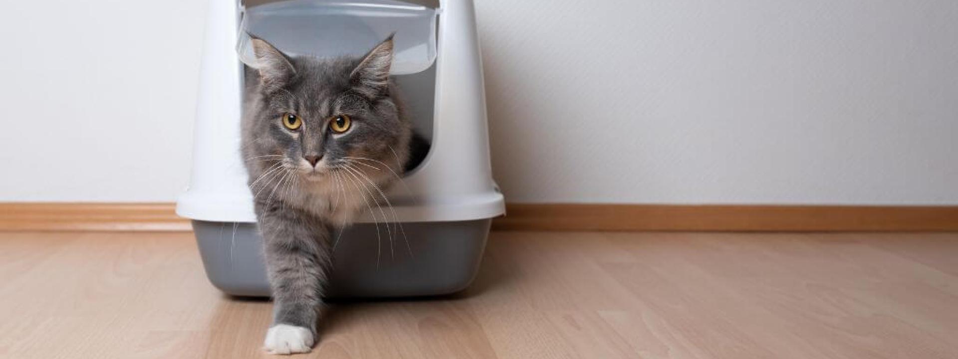 Male cat in litterbox