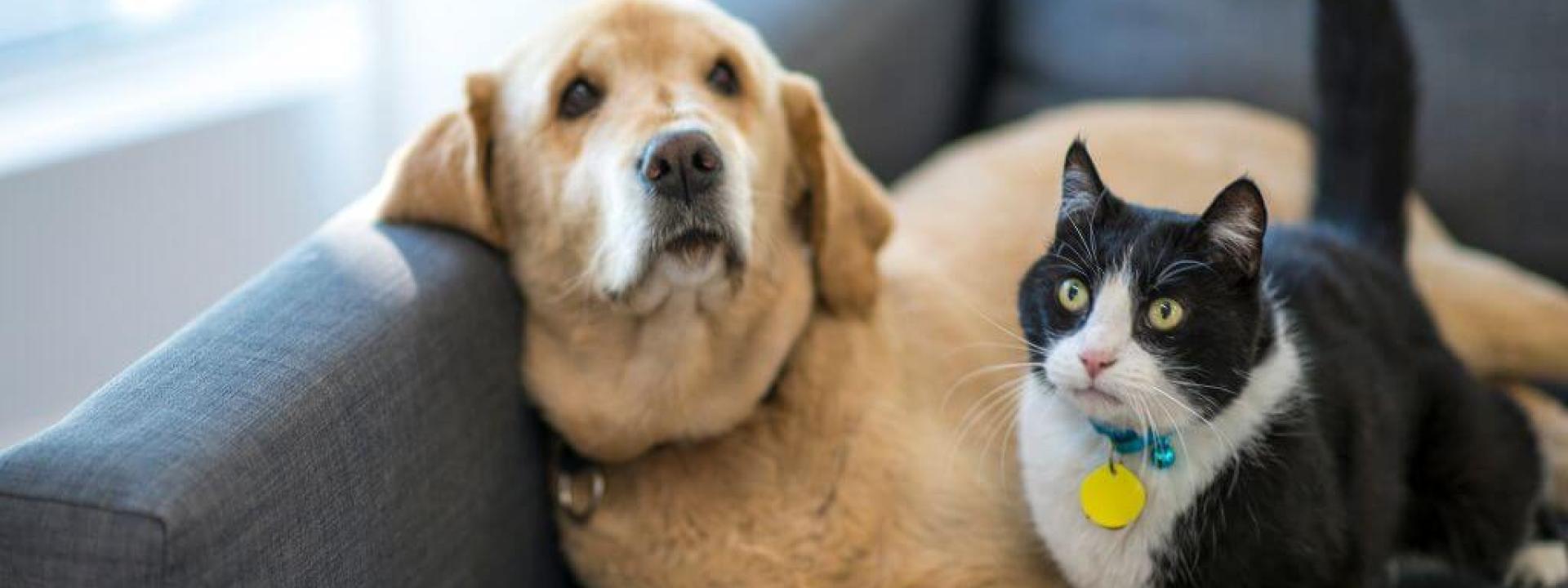 Dog and cat on the couch waiting for a pet sitter to visit