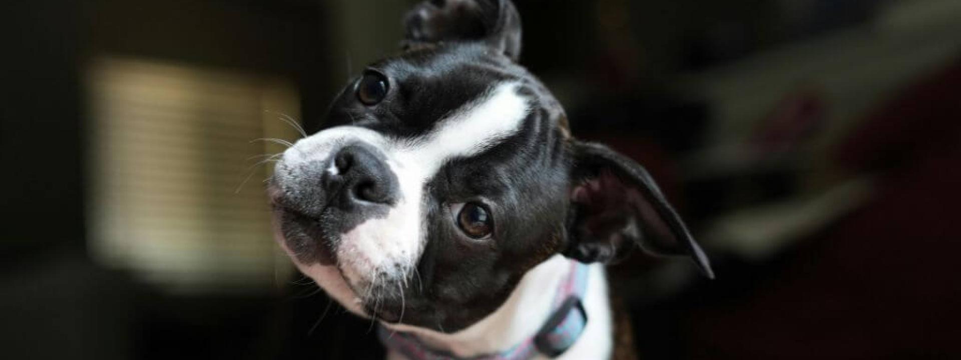 Dog tilting its head to the side